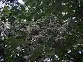 inflorescences de Posoqueria longiflora