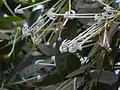 fleurs de Posoqueria longiflora