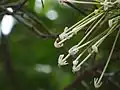fleurs de Posoqueria longiflora