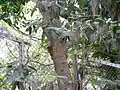 tronc de Posoqueria longiflora à Thane (Inde)
