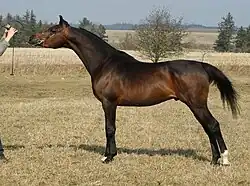 Cheval marron et noir levant la tête, vu de profil.