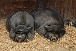 Cochons vietnamiens au zoo de Lisbonne.