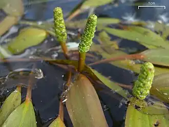 Potamot graminée