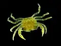 Jeune crabe