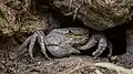 Un Qabru (mt) (Potamon fluviatile lanfrancoi), sous-espèce de Potamon fluviatile qui vit à Malte. Avril 2021.