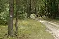 La forêt près de Potasze.