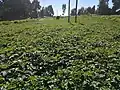 Champ de pommes de terre.