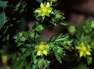 Inflorescence.