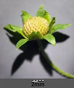 Fruit agrégé.