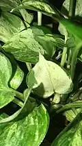 'Manjula'