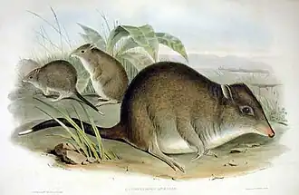 Planche zoologique de 1863