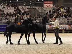 Dans une carrière d'exposition, un homme présente deux poulains noirs en licol.