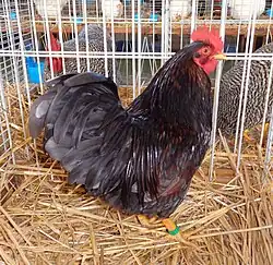 Coq Barnevelder nain acajou à double liseré bleu