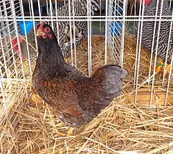 Poule Barnevelder naine acajou à double liseré bleu
