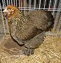 Poule Cochin perdrix doré maillé