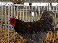Coq Géante de Jersey bleu