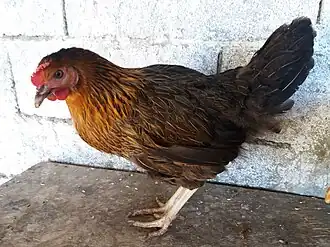 Poule Harco.