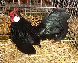 Coq Java noir