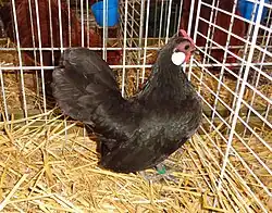 Poule Java noir