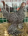 Poule barré