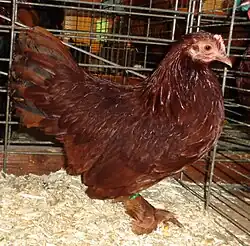 Poule rouge