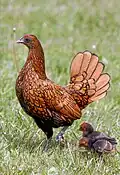Poule doré liseré noir et ses poussins