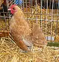 Jeune coq chamois liseré blanc