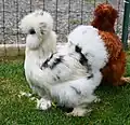 Poule blanc tacheté noir