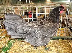 Poule bleu liseré.