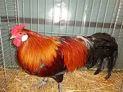 Coq saumon doré.