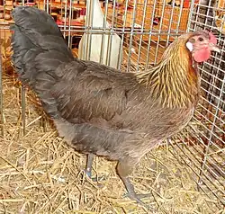 Poule saumon doré.