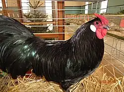 Coq noir.
