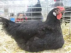 Photographie d'une poule du Mans.