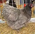 Poule orpington bleue naine.