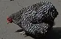 Poule orpington barrée naine.