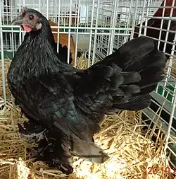 Poule noir