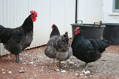 Poules noires