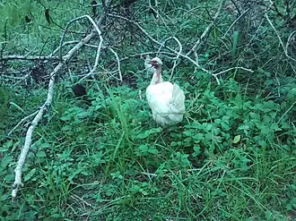 Poulet à Boura 1.