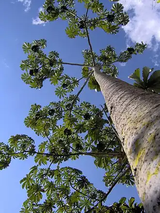 Pourouma sp.