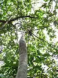 Houppier de Pourouma guianensis (Embaúba-da-mata) dans la région de Recife (Brésil)