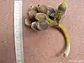 Infrutescence de Pourouma guianensis