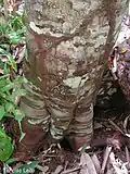 Base du tronc de Pourouma guianensis