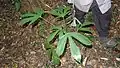 Plantule de Pourouma guianensis