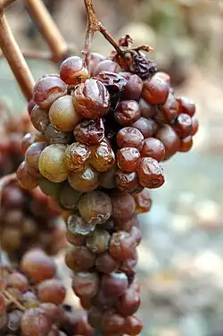 Marsanne blanche