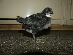 Poussin noir.