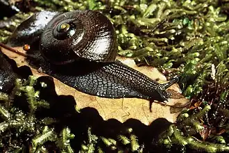Powelliphanta lignaria johnstoni (en) près du Mokihinui, sur l'île du Sud.