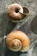 Coquilles de P. traversi otakia au Musée Te Papa Tongarewa.