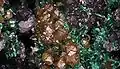Mine de Chuquicamata, Chili (Vue 4&nbsp;cm)
