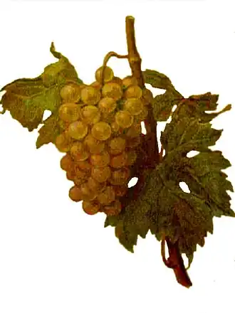 Précoce de Malingre