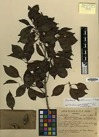 Description de l'image Pradosia kuhlmannii Toledo 2517298241.jpg.